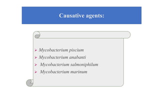 Causative agents:
 Mycobacterium piscium
 Mycobacterium anabanti
 Mycobacterium salmoniphilum
 Mycobacterium marinum
 