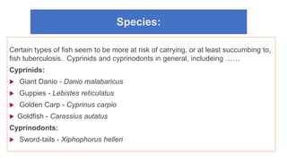 Species:
Certain types of fish seem to be more at risk of carrying, or at least succumbing to,
fish tuberculosis. Cyprinids and cyprinodonts in general, includeing ……
Cyprinids:
 Giant Danio - Danio malabaricus
 Guppies - Lebistes reticulatus
 Golden Carp - Cyprinus carpio
 Goldfish - Carassius autatus
Cyprinodonts:
 Sword-tails - Xiphophorus helleri
 