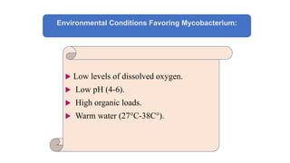 Environmental Conditions Favoring Mycobacterium:
 Low levels of dissolved oxygen.
 Low pH (4-6).
 High organic loads.
 Warm water (27°C-38C°).
 