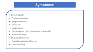 Symptoms:
 Loss of appetite
 Progressive thinness
 Sluggish movement
 Folded fins
 Eye protrusion
 Dark coloration (this is the first sign in Angelfish)
 Skeletal deformity
 Hanging at the surface
 Scales loosening and falling out
 General swelling
 