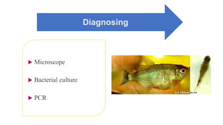 Diagnosing
 Microscope
 Bacterial culture
 PCR
 