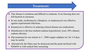 Treatment:
 This disease is insidious and difficult to eradicate. Even freezing does not
kill bacteria in carcasses.
 In one study, erythromycin, rifampicin, or streptomycin was effective
against experimental infections.
 Kanamycin is effective in reducing clinical disease (no eradication).
 Disinfection is the best method (sodium hypochlorite, lysol, 50% ethanol,
sodium chlorite).
 Dip treatment for one minute in 1 : 2000 copper sulphate sol. for 3-4 days
may be useful.
 Alternatively the fishes may be destroyed and the pond sterilized with
KMnO4 or with soaked lime restocking
 