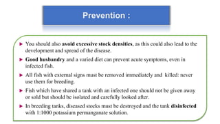 Prevention :
 You should also avoid excessive stock densities, as this could also lead to the
development and spread of the disease.
 Good husbandry and a varied diet can prevent acute symptoms, even in
infected fish.
 All fish with external signs must be removed immediately and killed: never
use them for breeding.
 Fish which have shared a tank with an infected one should not be given away
or sold but should be isolated and carefully looked after.
 In breeding tanks, diseased stocks must be destroyed and the tank disinfected
with 1:1000 potassium permanganate solution.
 