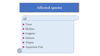 Affected species
 Trout
 Mollies
 Guppies
 Salmon
 Tilapia
 Aquarium Fish
 