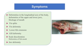 Symptoms
 Deformities in the longitudinal axis of the body,
deformities of the upper and lower jaws,
blockage of mouth
 Fin splits
 Fin deformity
 Lower life extension
 Gill deformity
 Scale discoloration
Deformities of fish mouth
 Jaw deformity
 