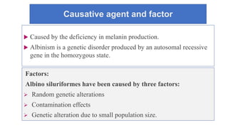 Causative agent and factor
 Caused by the deficiency in melanin production.
 Albinism is a genetic disorder produced by an autosomal recessive
gene in the homozygous state.
Factors:
Albino siluriformes have been caused by three factors:
 Random genetic alterations
 Contamination effects
 Genetic alteration due to small population size.
 