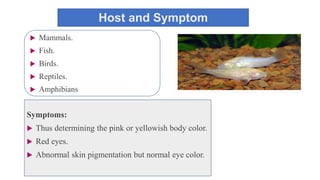 Host and Symptom
 Mammals.
 Fish.
 Birds.
 Reptiles.
 Amphibians
Symptoms:
 Thus determining the pink or yellowish body color.
 Red eyes.
 Abnormal skin pigmentation but normal eye color.
 