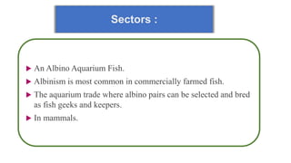 Sectors :
 An Albino Aquarium Fish.
 Albinism is most common in commercially farmed fish.
 The aquarium trade where albino pairs can be selected and bred
as fish geeks and keepers.
 In mammals.
 