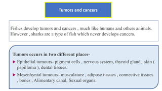 Tumors and cancers
Fishes develop tumors and cancers , much like humans and others animals.
However , sharks are a type of fish which never develops cancers.
Tumors occurs in two different places-
 Epithelial tumours- pigment cells , nervous system, thyroid gland, skin (
papilloma ), dental tissues.
 Mesenhynial tumours- musculature , adipose tissues , connective tissues
, bones , Alimentary canal, Sexual organs.
 