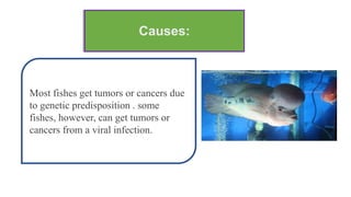 Causes:
Most fishes get tumors or cancers due
to genetic predisposition . some
fishes, however, can get tumors or
cancers from a viral infection.
 