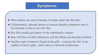 Symptoms:
 Most tumors are seen as bumps or lumps under the fish skin.
 Unfortunately, internal tumors or cancers display symptoms once it
has become to late to save the fish.
 Koi fish usually get tumors in the reproductive organs
 they will have swollen abdomens and the illness can become terminal.
 Another type of tumor is found in the gills . it causes the fish to be
unable to close it gills , and is due to a thyroid dysfunction.
 