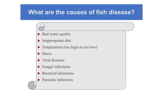 What are the causes of fish disease?
 Bad water quality
 Inappropriate diet
 Temperature (too high or too low)
 Stress
 Viral diseases
 Fungal infections
 Bacterial infections
 Parasitic infections
 