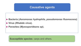 Causative agents
 Bacteria (Aeromonas hydrophila, pseudomonas fluorescens)
 Virus (Rhabdo virus).
 Parasites (Myxosporideans sp).
Susceptible species: carps and others.
 