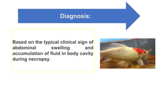 Diagnosis:
Based on the typical clinical sign of
abdominal swelling and
accumulation of fluid in body cavity
during necropsy.
 
