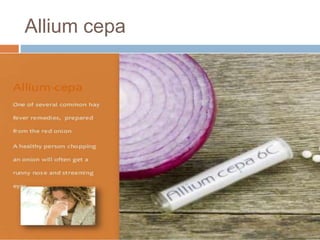 Allium cepa
 