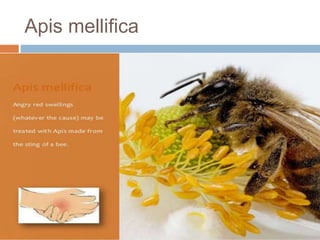 Apis mellifica
 