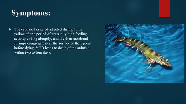 COMMON VIRAL DISEASES OF FISHES AND SHRIMP IN BANGLADESH | PPTX ...