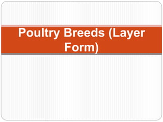 Poultry Breeds (Layer
Form)
 