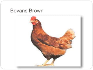 poultry breeding | PPTX