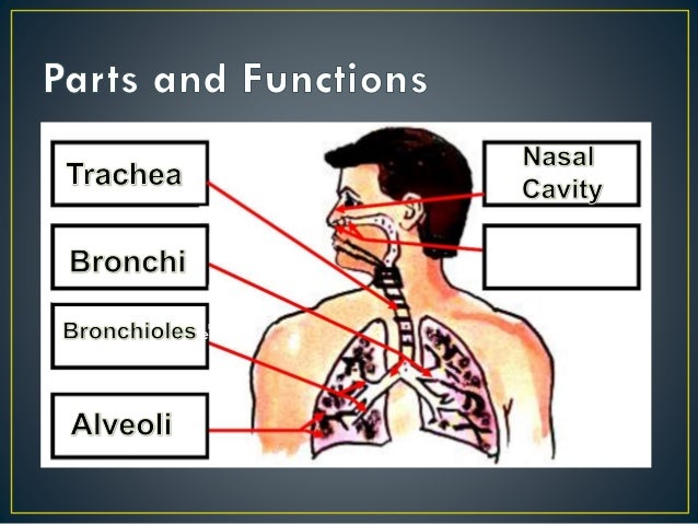 Group 1.science. breathing system Group 1.science. breathing system
