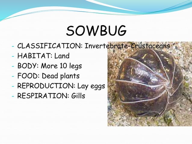 Animals' presentations G1 | PPT