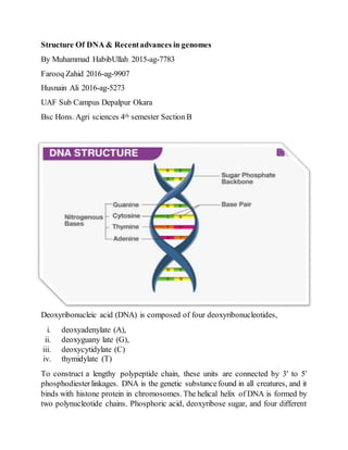 Structure Of DNA & Recentadvances in genomes
By Muhammad HabibUllah 2015-ag-7783
Farooq Zahid 2016-ag-9907
Husnain Ali 2016-ag-5273
UAF Sub Campus Depalpur Okara
Bsc Hons. Agri sciences 4th semester Section B
Deoxyribonucleic acid (DNA) is composed of four deoxyribonucleotides,
i. deoxyadenylate (A),
ii. deoxyguany late (G),
iii. deoxycytidylate (C)
iv. thymidylate (T)
To construct a lengthy polypeptide chain, these units are connected by 3′ to 5′
phosphodiesterlinkages. DNA is the genetic substancefound in all creatures, and it
binds with histone protein in chromosomes. The helical helix of DNA is formed by
two polynucleotide chains. Phosphoric acid, deoxyribose sugar, and four different
 