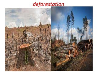 deforestation
 