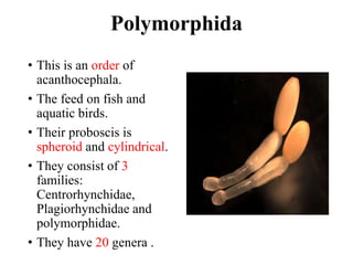 Prombuscis Fish Phylum Acanthocephala and Filaria Worm | PPTX
