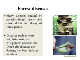 Forest diseases
 Many diseases caused by
parasitic fungi, rusts,viruses
cause death and decay of
forest plants.
 Diseases such as heart
rot,blister rust,oak
wilt,phloem necrosis and
Dutch elm diseases etc
damage the forest in large
numbers.
 