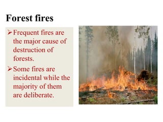 Forest fires
Frequent fires are
the major cause of
destruction of
forests.
Some fires are
incidental while the
majority of them
are deliberate.
 