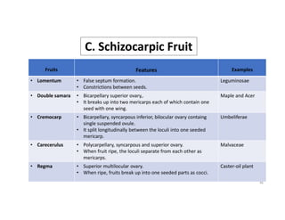 Septum Fruit Example Anatomy of reproductive parts. botany assignment | PDF