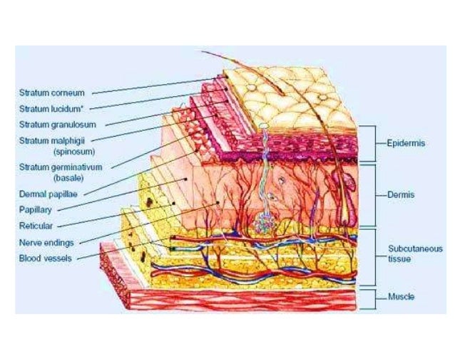 Comparative Anatomy - Integumentary System