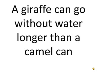 A giraffe can go
without water
 longer than a
   camel can
 