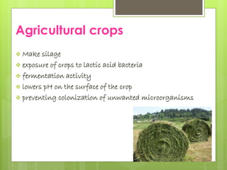 Agricultural crops
Make silage
exposure of crops to lactic acid bacteria
fermentation activity
lowers pH on the surface of the crop
preventing colonization of unwanted microorganisms
