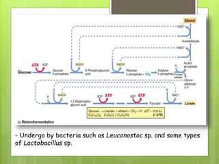 - Undergo by bacteria such as Leuconostoc sp. and some types
of Lactobacillus sp.