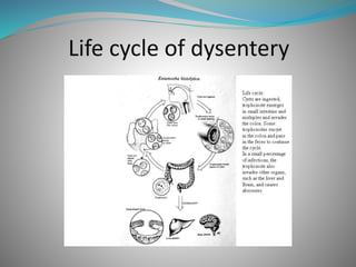 Life cycle of dysentery
 
