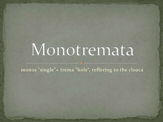 monos "single"+ trema "hole“, reffering to the cloaca
 