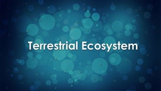 Terrestrial Ecosystem
 