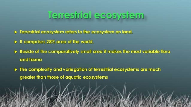 A Brief Presentation On Terrestrial Ecosystem