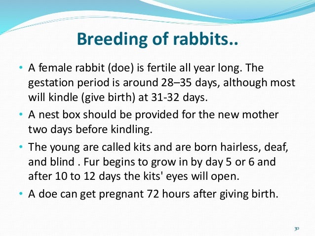 new year rabbit characteristics different breeds of domesticated farm animals and their new year rabbit characteristics different breeds of domesticated farm animals and their