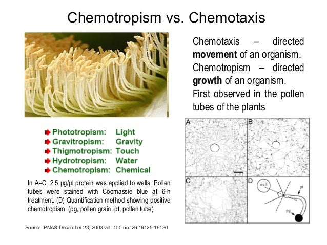 Chemotropism In Plants Frontiers | Exploring The Potential Of