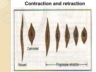 physiology labour.pptx