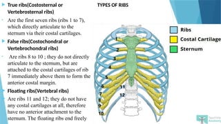 anatomy presentation slide from the thoracic cage .pptx