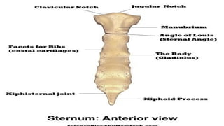 anatomy presentation slide from the thoracic cage .pptx