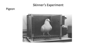 Skinner’s Experiment
Pigeon
 
