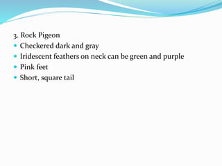 3. Rock Pigeon
 Checkered dark and gray
 Iridescent feathers on neck can be green and purple
 Pink feet
 Short, square tail
 