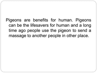 Pigeons are benefits for human. Pigeons
can be the lifesavers for human and a long
time ago people use the pigeon to send a
massage to another people in other place.
 