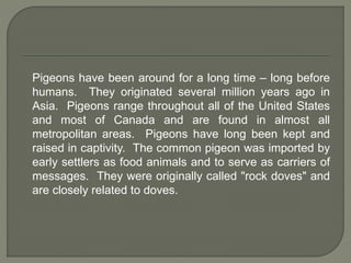Pigeons have been around for a long time – long before
humans. They originated several million years ago in
Asia. Pigeons range throughout all of the United States
and most of Canada and are found in almost all
metropolitan areas. Pigeons have long been kept and
raised in captivity. The common pigeon was imported by
early settlers as food animals and to serve as carriers of
messages. They were originally called "rock doves" and
are closely related to doves.
 