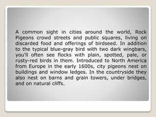 A common sight in cities around the world, Rock
Pigeons crowd streets and public squares, living on
discarded food and offerings of birdseed. In addition
to the typical blue-gray bird with two dark wingbars,
you'll often see flocks with plain, spotted, pale, or
rusty-red birds in them. Introduced to North America
from Europe in the early 1600s, city pigeons nest on
buildings and window ledges. In the countryside they
also nest on barns and grain towers, under bridges,
and on natural cliffs.
 
