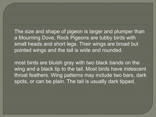 The size and shape of pigeon is larger and plumper than
a Mourning Dove, Rock Pigeons are tubby birds with
small heads and short legs. Their wings are broad but
pointed wings and the tail is wide and rounded.
most birds are bluish gray with two black bands on the
wing and a black tip to the tail. Most birds have iridescent
throat feathers. Wing patterns may include two bars, dark
spots, or can be plain. The tail is usually dark tipped.
 
